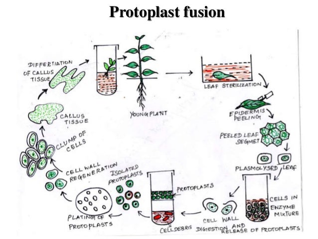 Plant Tissue Culture and Genetic Transformation for Crop Improvement